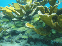 Biology:Belize