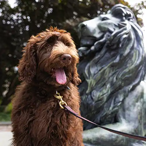 Mack Joins the Public Safety Team