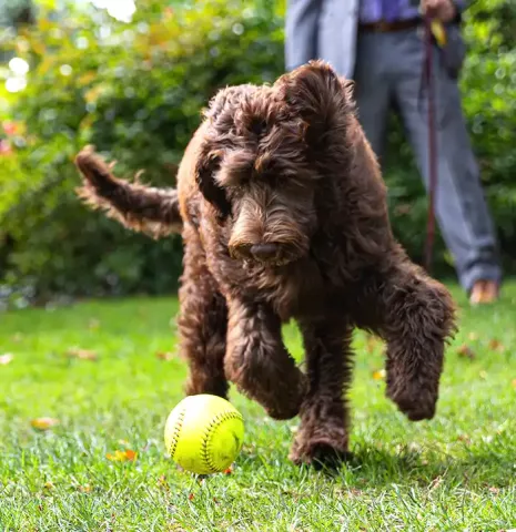 Public safety dog, Mack playing with a ball